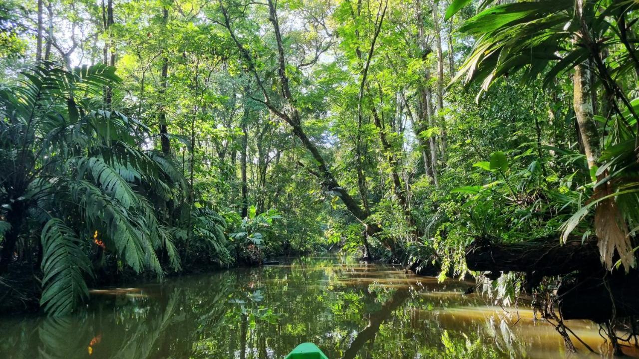 Wildlife Art Tortuguero Hotel Exterior photo