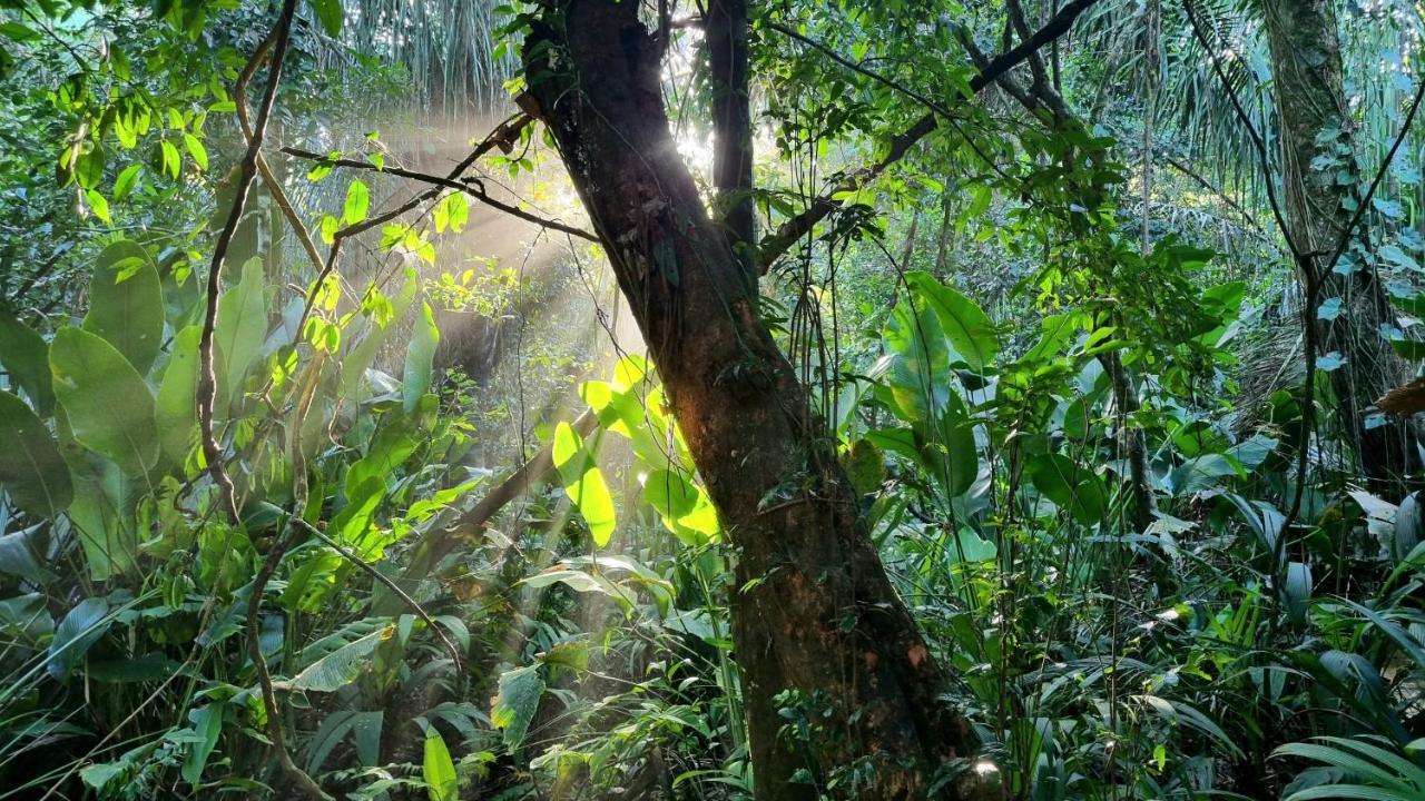 Wildlife Art Tortuguero Hotel Exterior photo