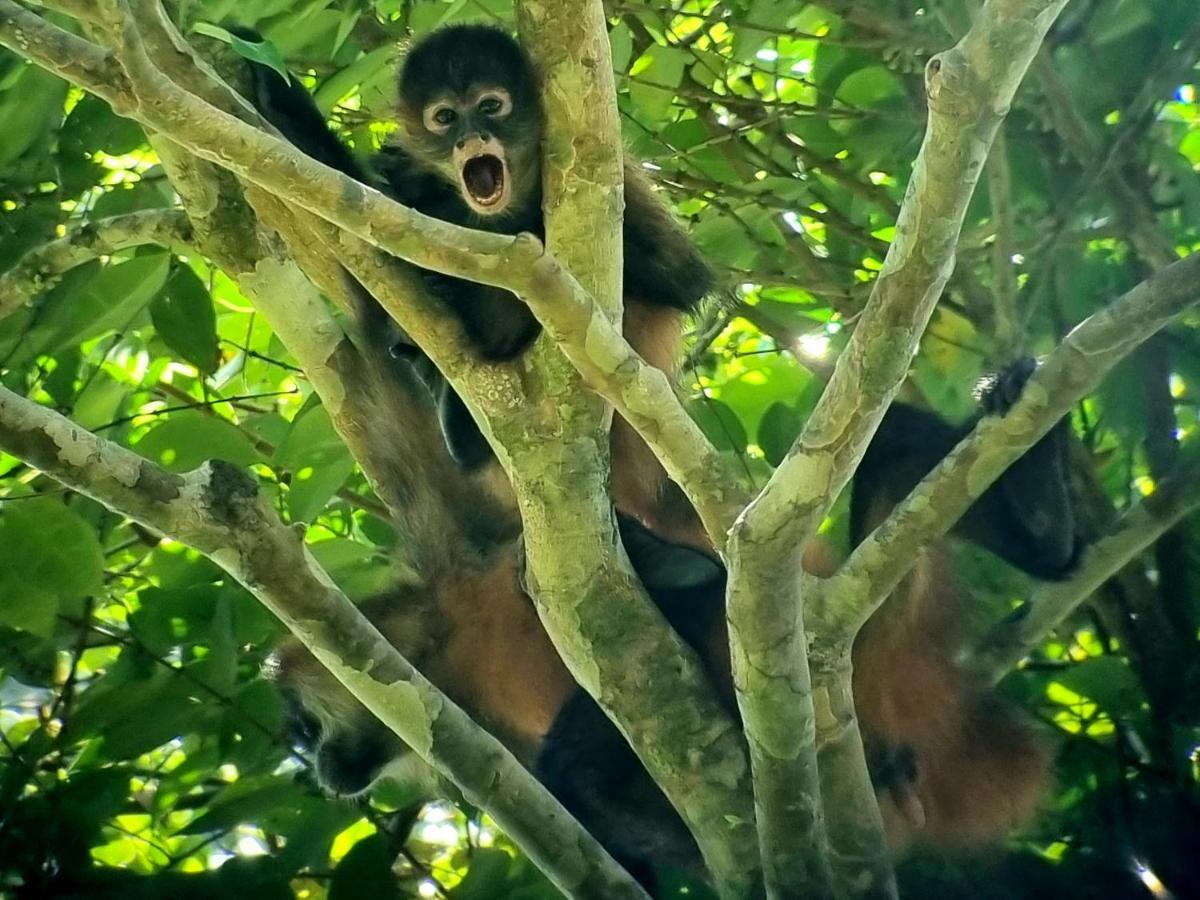 Wildlife Art Tortuguero Hotel Exterior photo