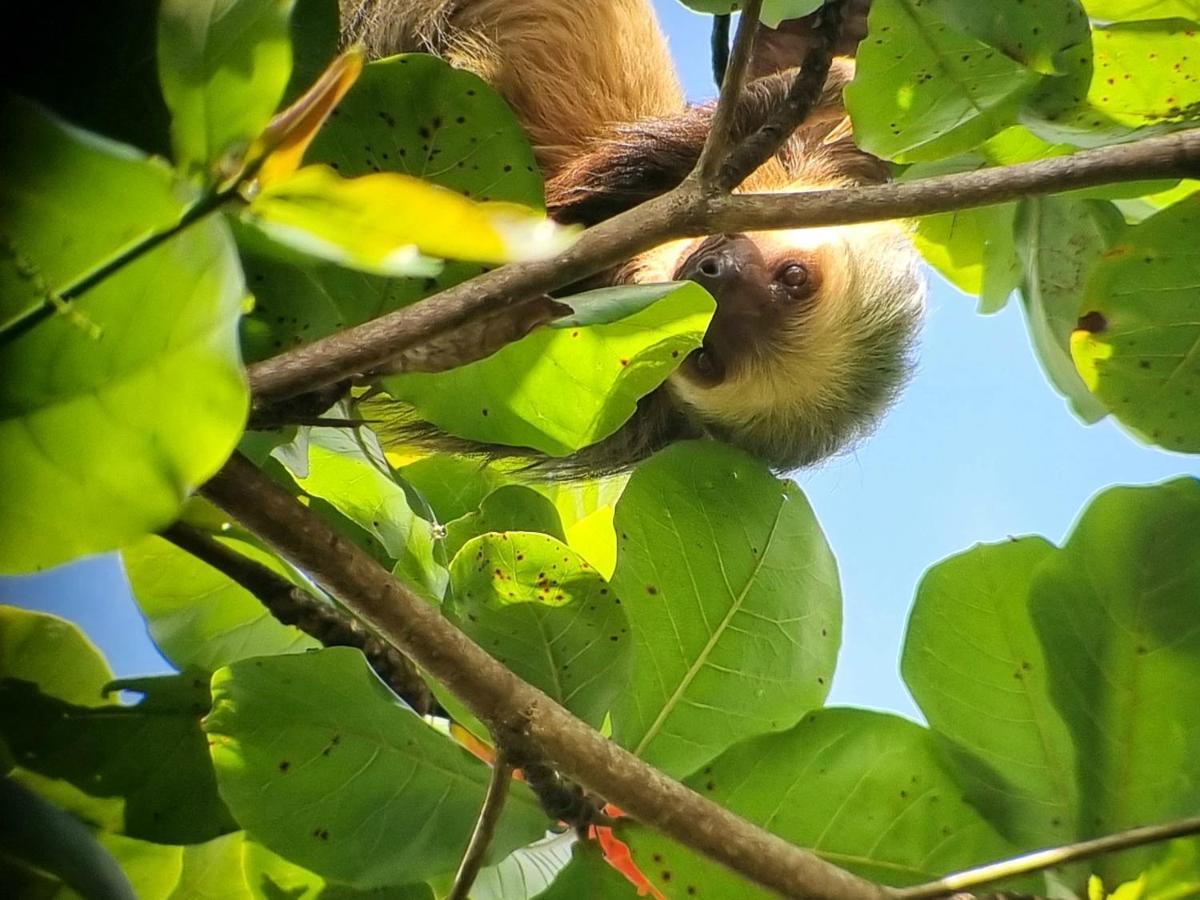Wildlife Art Tortuguero Hotel Exterior photo