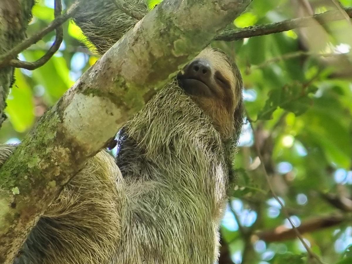 Wildlife Art Tortuguero Hotel Exterior photo