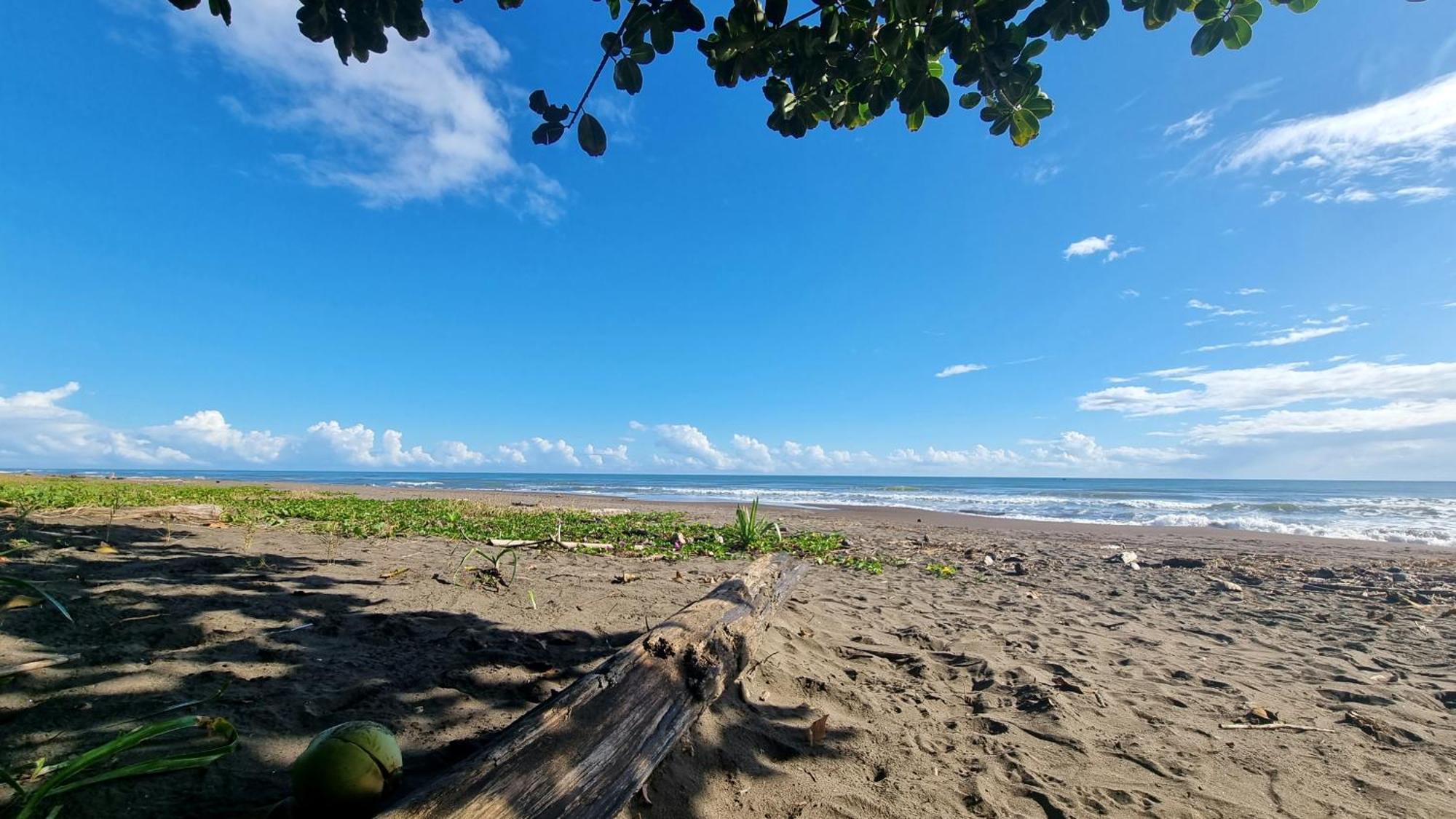 Wildlife Art Tortuguero Hotel Exterior photo