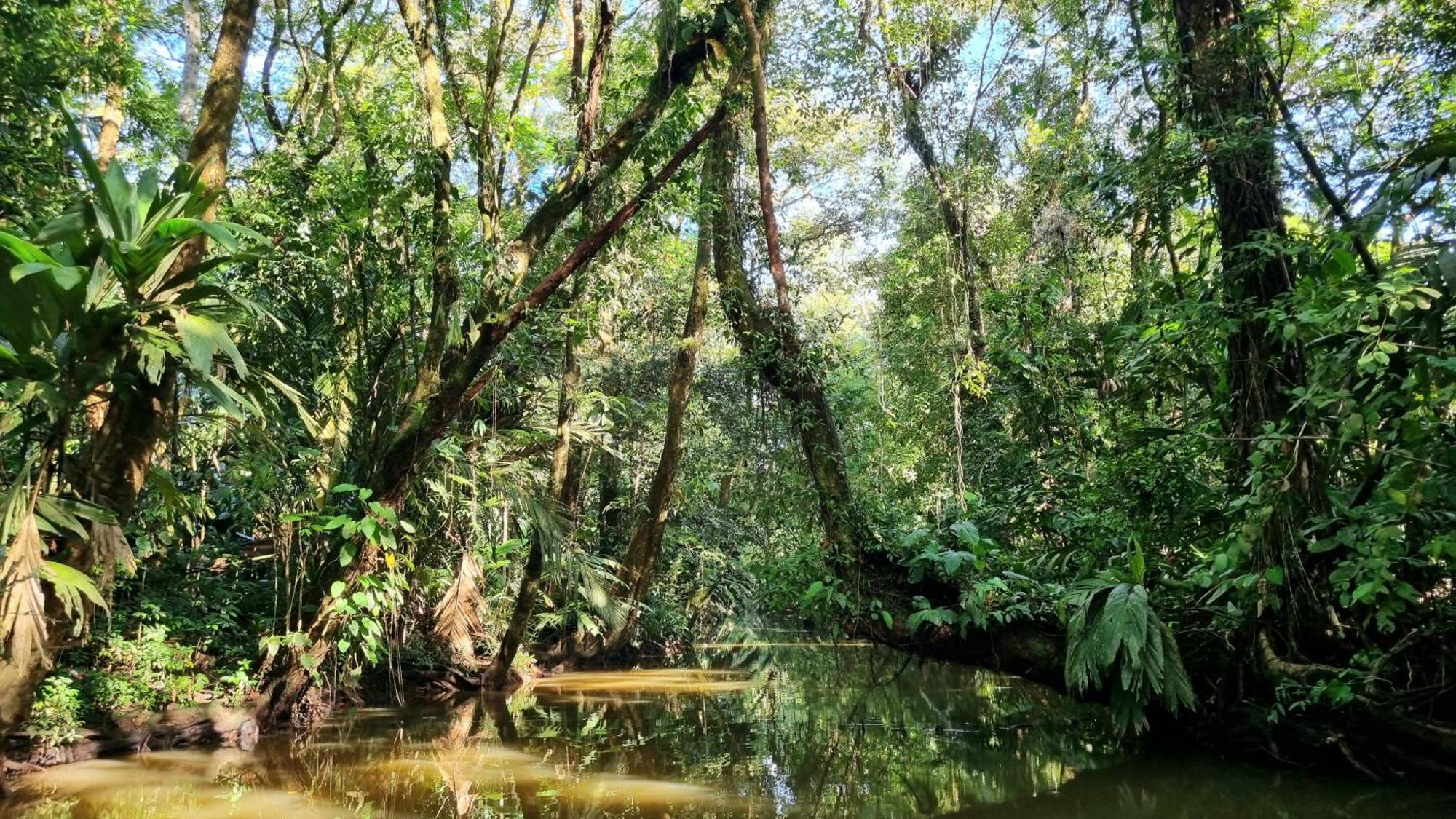 Wildlife Art Tortuguero Hotel Exterior photo