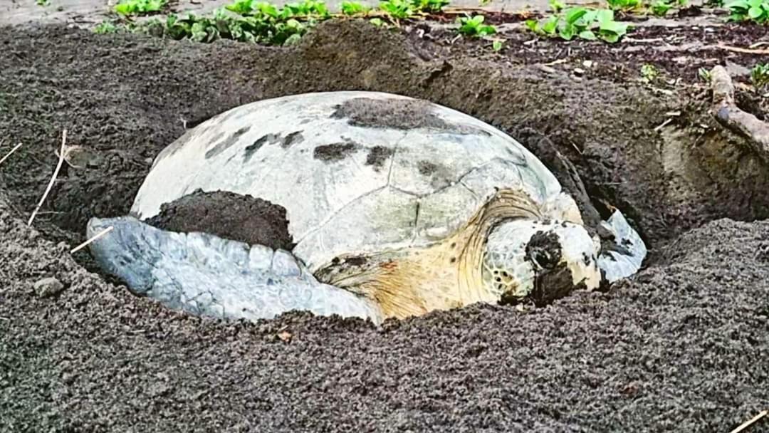 Wildlife Art Tortuguero Hotel Exterior photo
